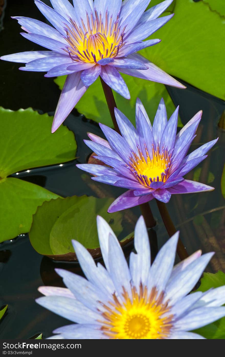 Close-up of beautiful violet lotus