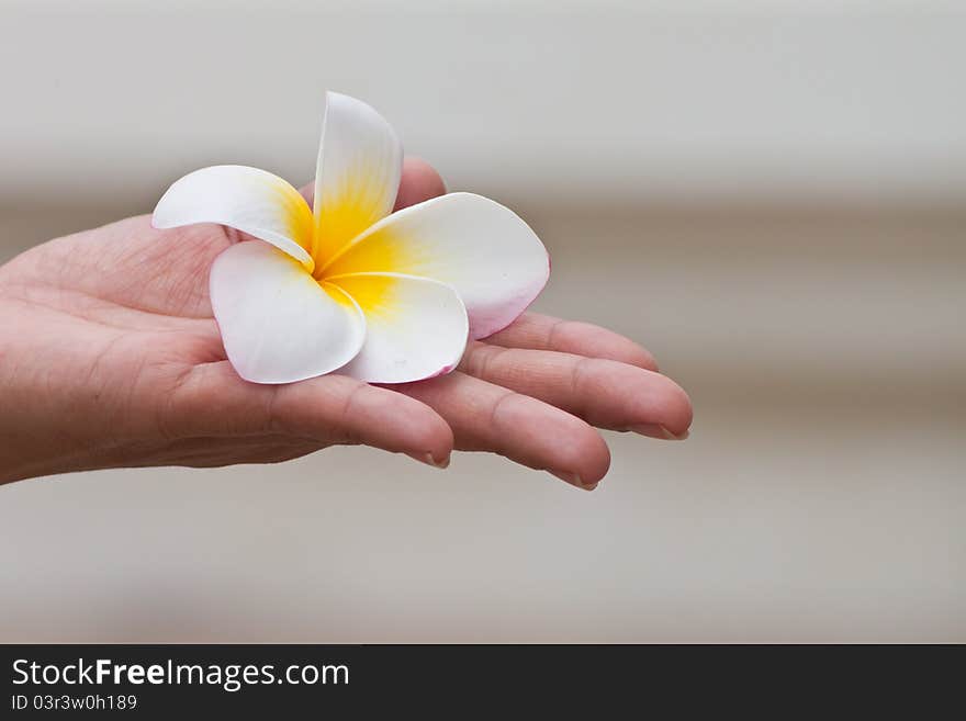 Plumeria flowers closeup In hand.