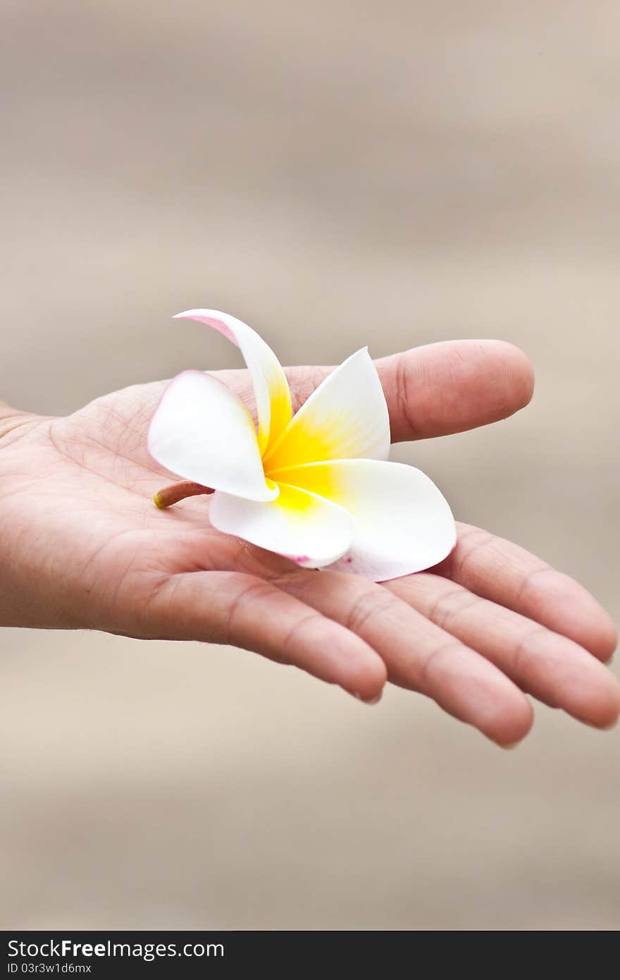 Plumeria flowers closeup In hand.