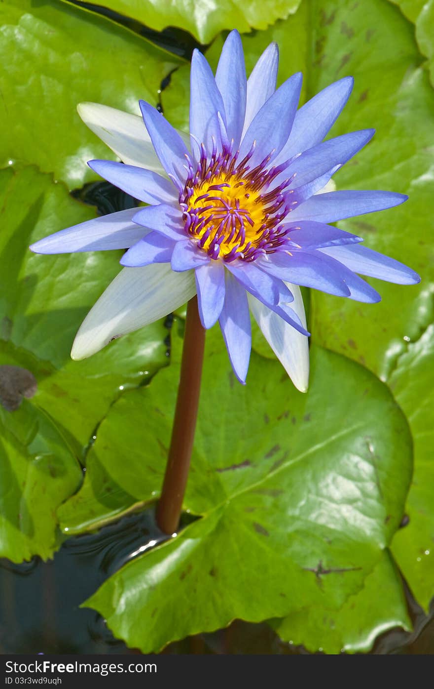 Close-up of beautiful violet lotus, Thailand.