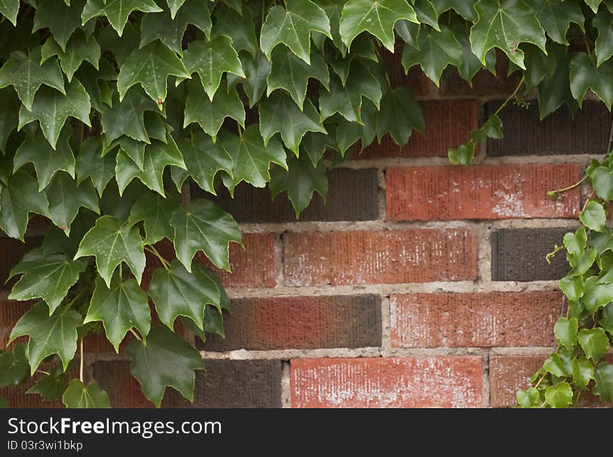 Image of Ivy growing over a partially exposed red brick wall. Image of Ivy growing over a partially exposed red brick wall.