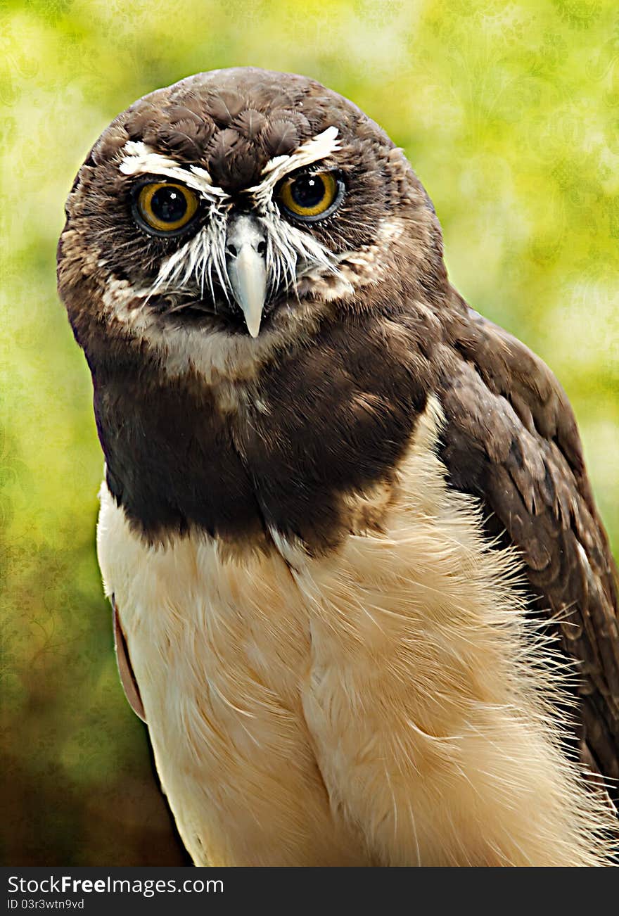 OWL perched on a tree