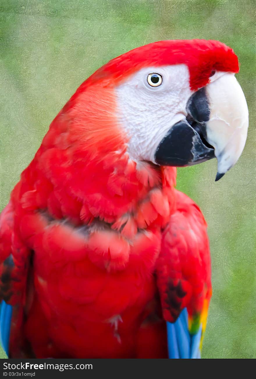 Parrott perched on a tree