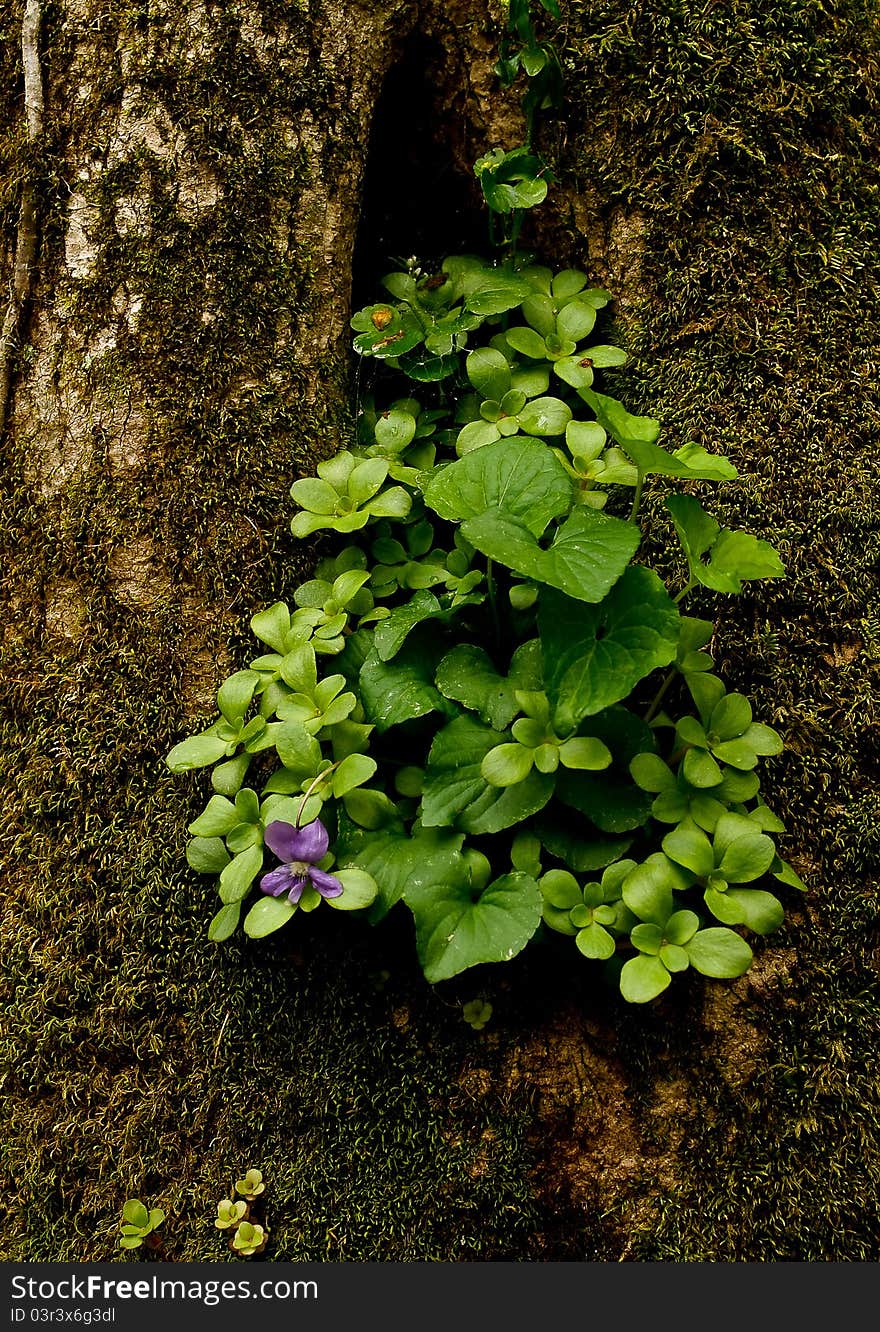 Wildflowers growing from tree trunk. Wildflowers growing from tree trunk