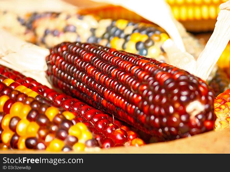 Close up of colorful dried Indian corns