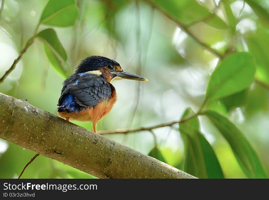 A newborn male Blue-eared Kingfisher perching on a branch waiting for his parents to feed him. A newborn male Blue-eared Kingfisher perching on a branch waiting for his parents to feed him