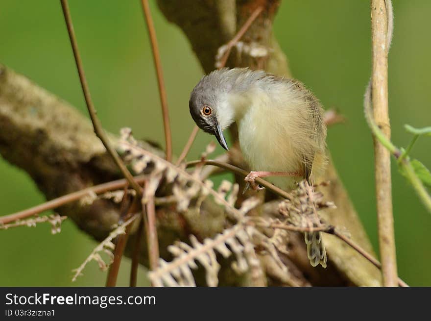 A Rufescent Prinia is perching on a twig and preening in a late afternoon. A Rufescent Prinia is perching on a twig and preening in a late afternoon