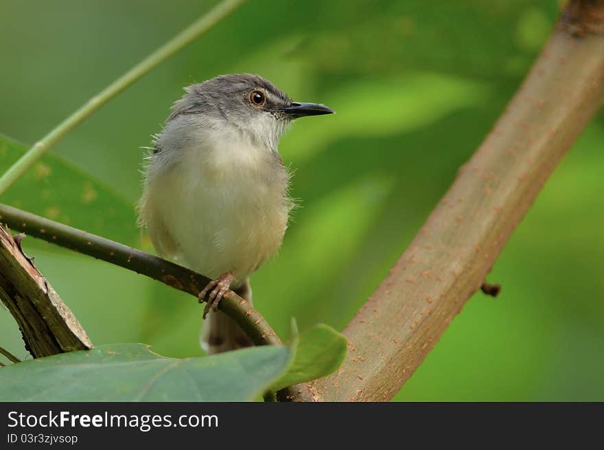 A Rufescent Prinia is perching on a twig and preening in a late afternoon. A Rufescent Prinia is perching on a twig and preening in a late afternoon