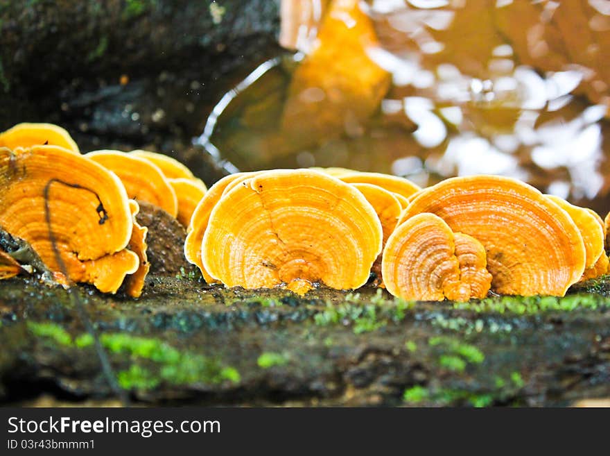 Yellow Mushroom