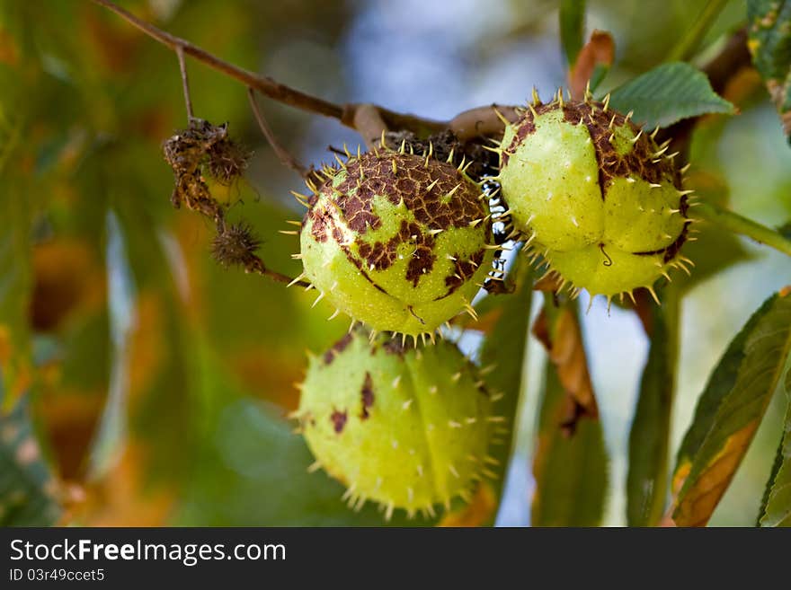 Chestnut conkers on tree. outdoor. Chestnut conkers on tree. outdoor