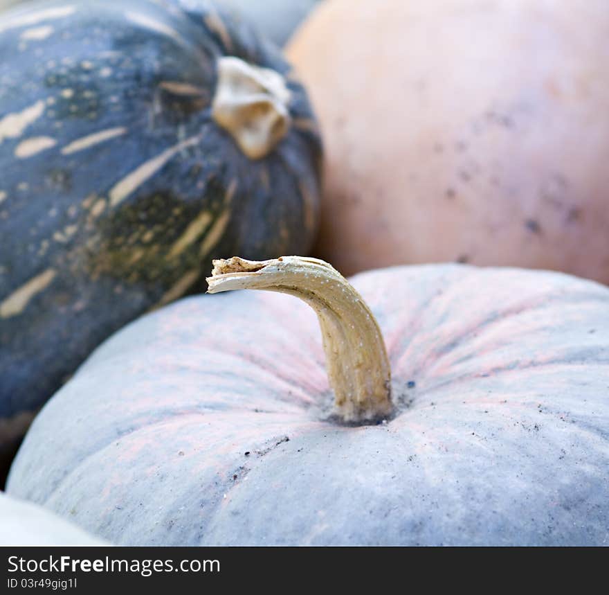 Autumn pumpkins outdoor I I. Autumn pumpkins outdoor I I