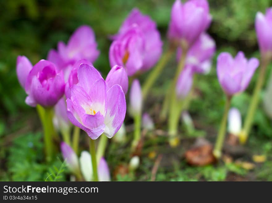 Purple house flowers grown on a bed. Purple house flowers grown on a bed