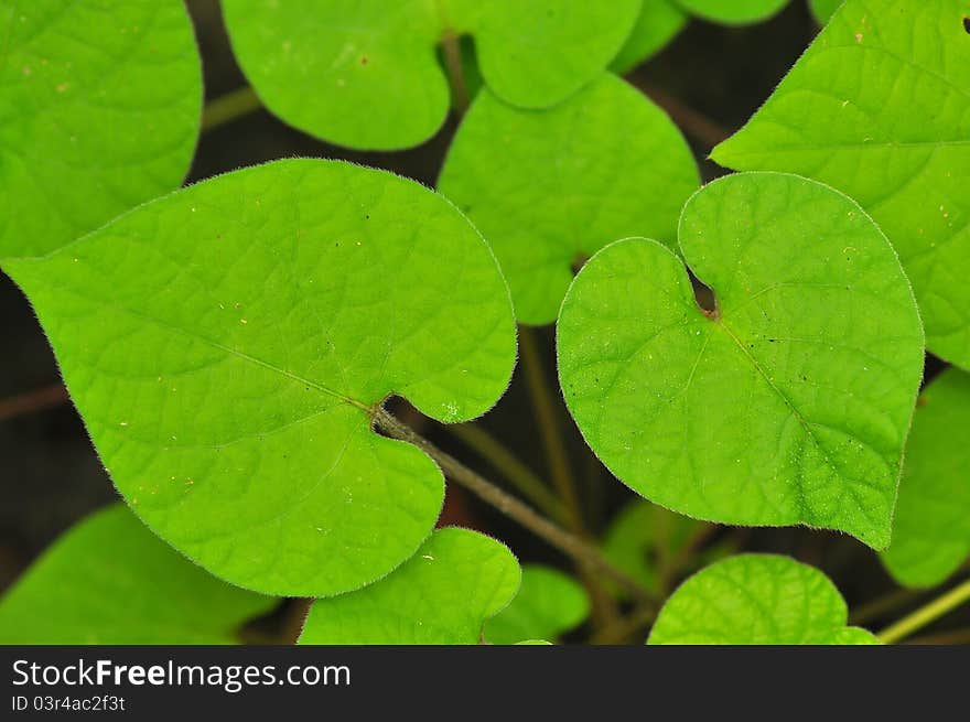 Heart-shaped green leaves