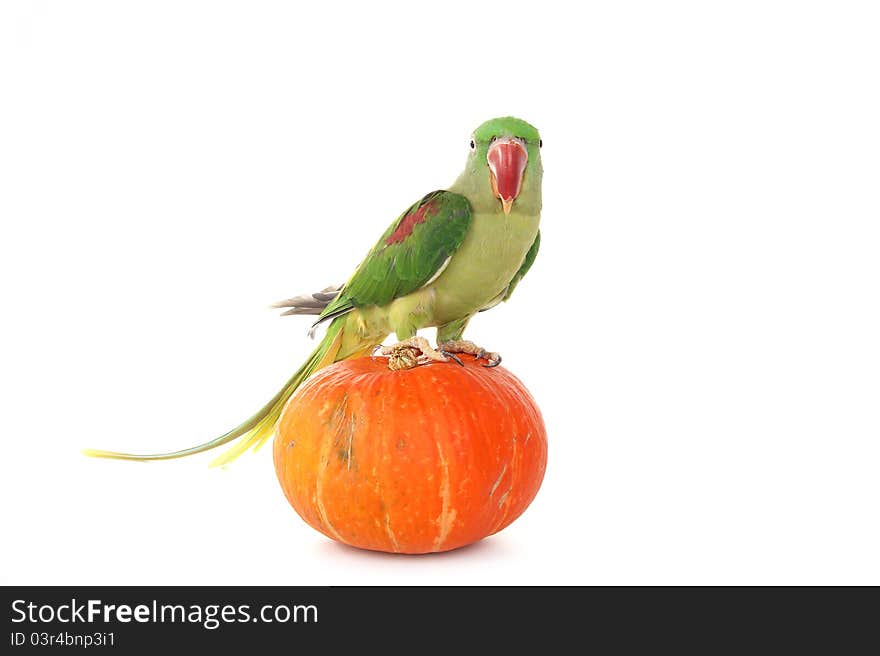 Big green ringed or Alexandrine parrot