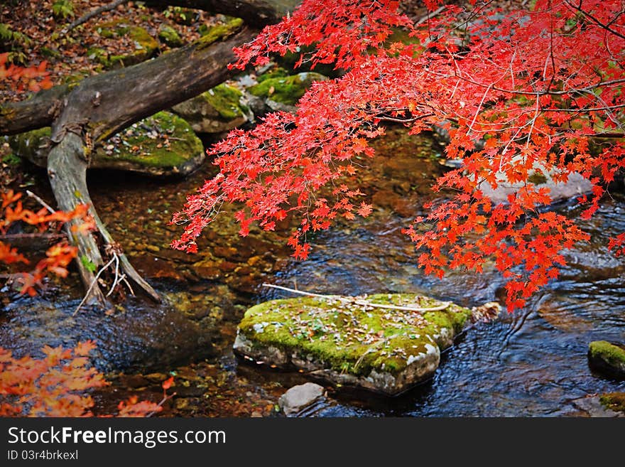 Autumn trees and their reflection