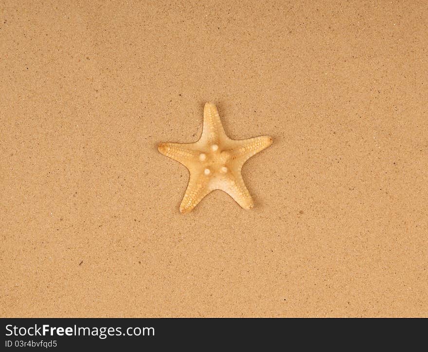 Large Starfish On The Sand