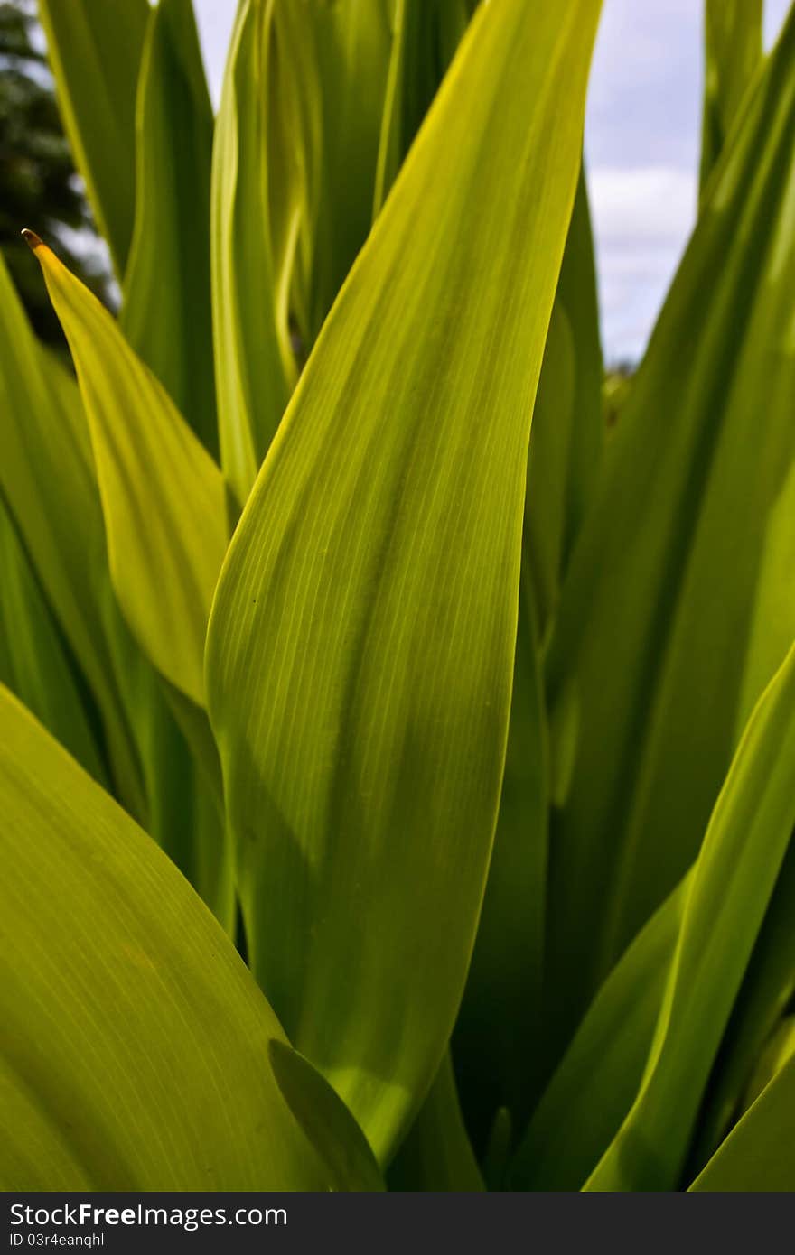 the Green Leaves in thailand