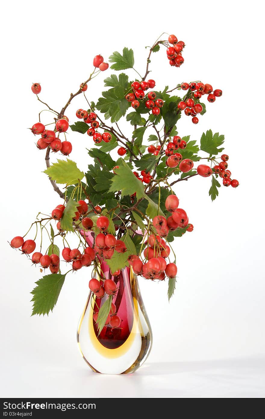 Berries Of Hawthorn In A Glass Vase