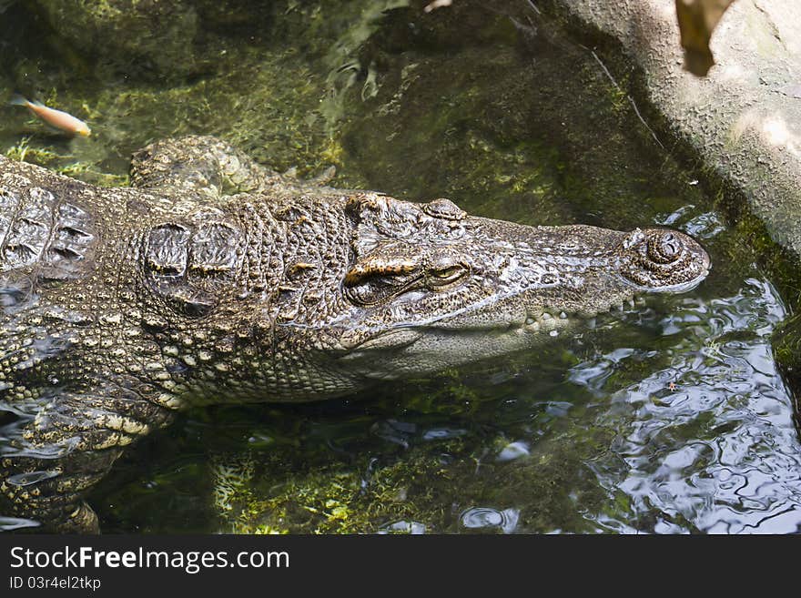 Reptiles resting in a pond at the zoo. Reptiles resting in a pond at the zoo