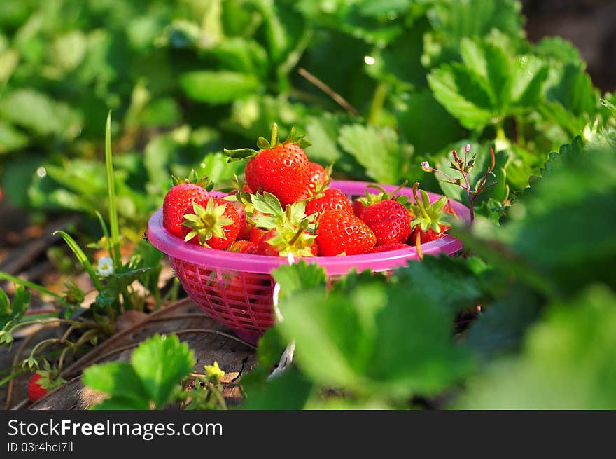 Fresh strawberries in the basket on the field