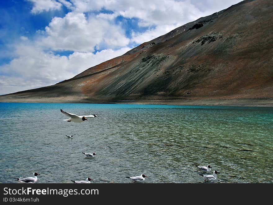 View of bird flying above Pangong lake in ladakh. View of bird flying above Pangong lake in ladakh