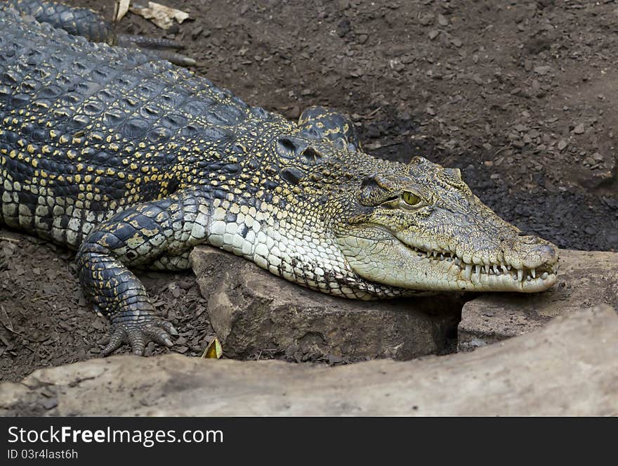 Reptiles resting in a pond at the zoo. Reptiles resting in a pond at the zoo