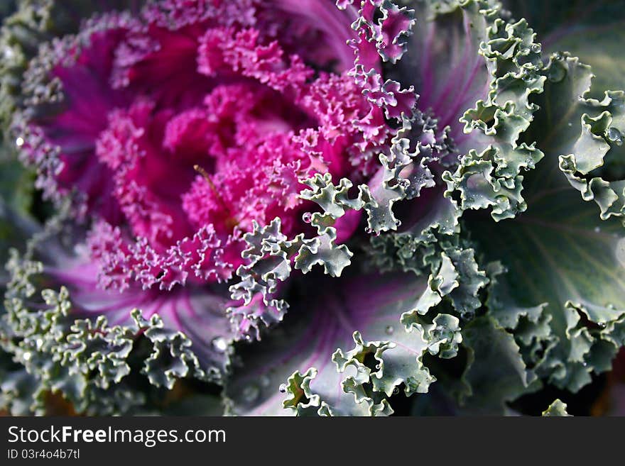 Floral Cabbage