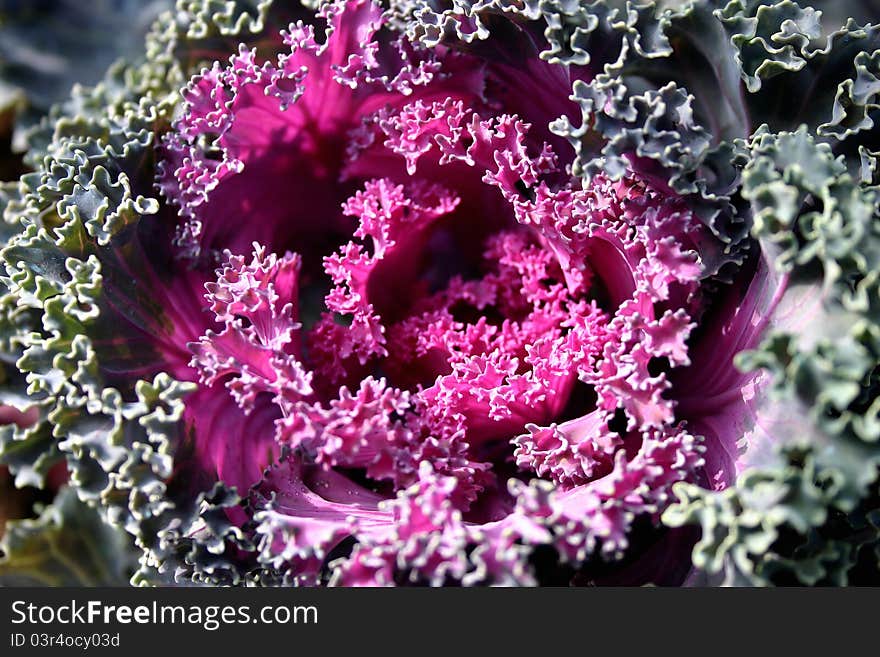 Closeup of a cabbage with green and violet foliage. Closeup of a cabbage with green and violet foliage