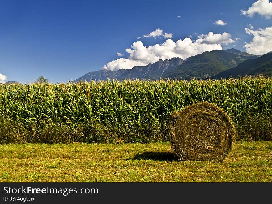 Countryside with a field of corn