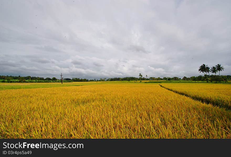 View of paddy fields in karnataka