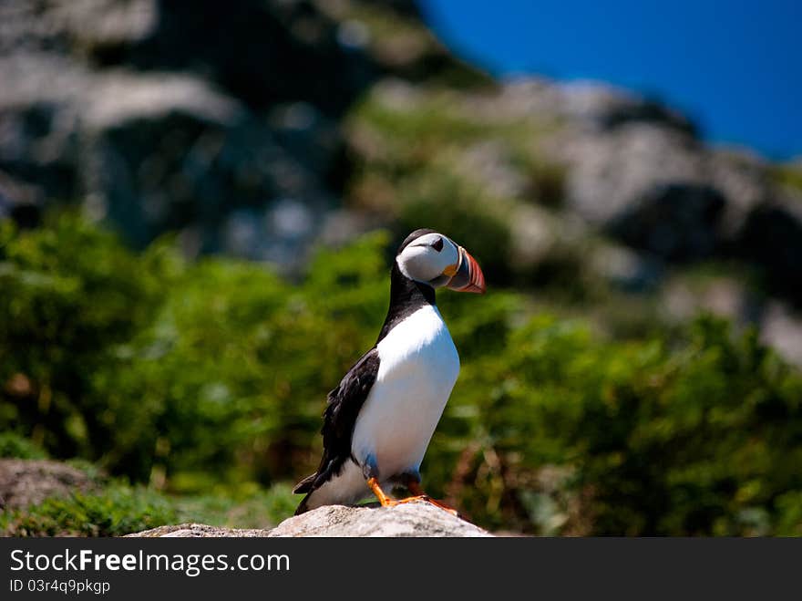 Puffin Stood On A Rock