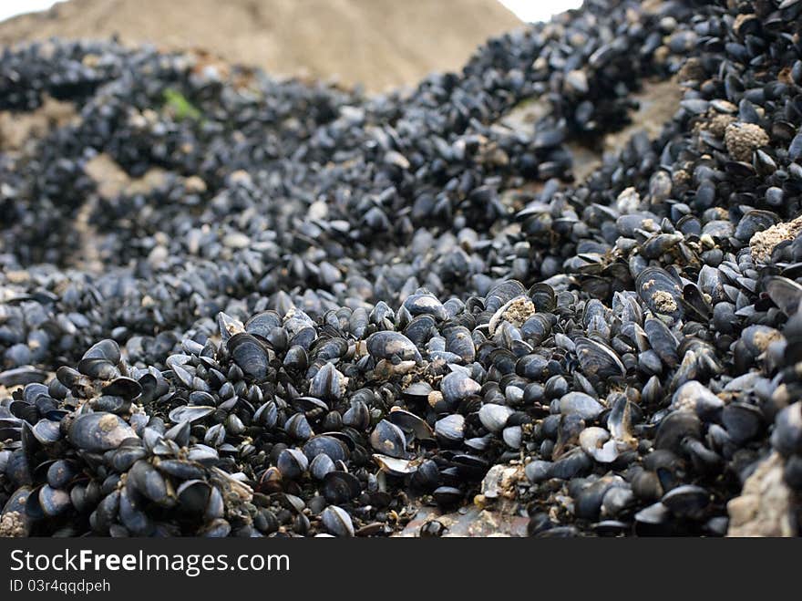 Mussel shells on wet rock on Cornish coast