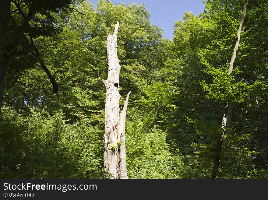 Tree after lightning strike