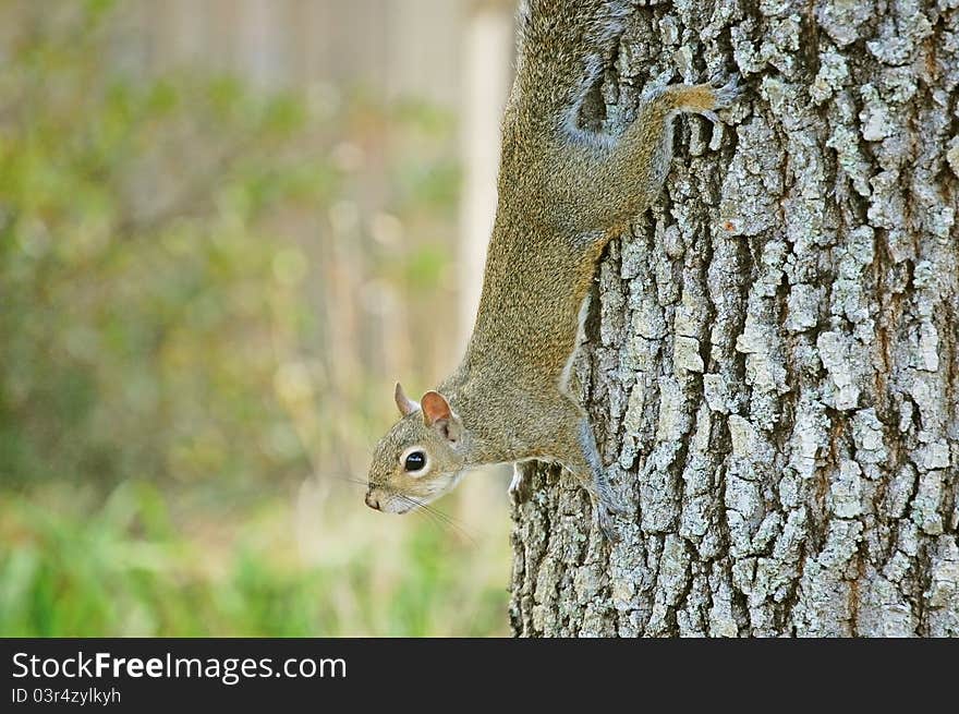 Squirrel on a oak tree