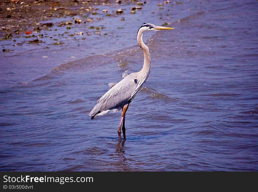 Blue Heron looking for lunch