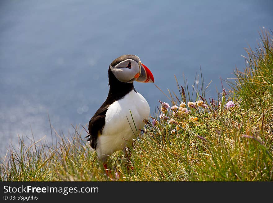 Puffin at Látrabjarg