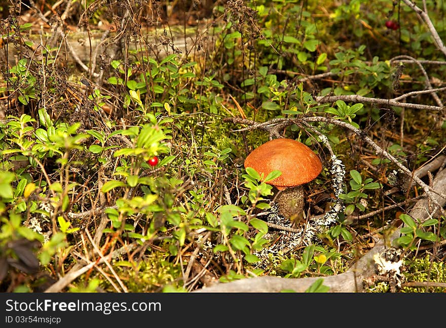 Orange-cap Boletus Mushroom