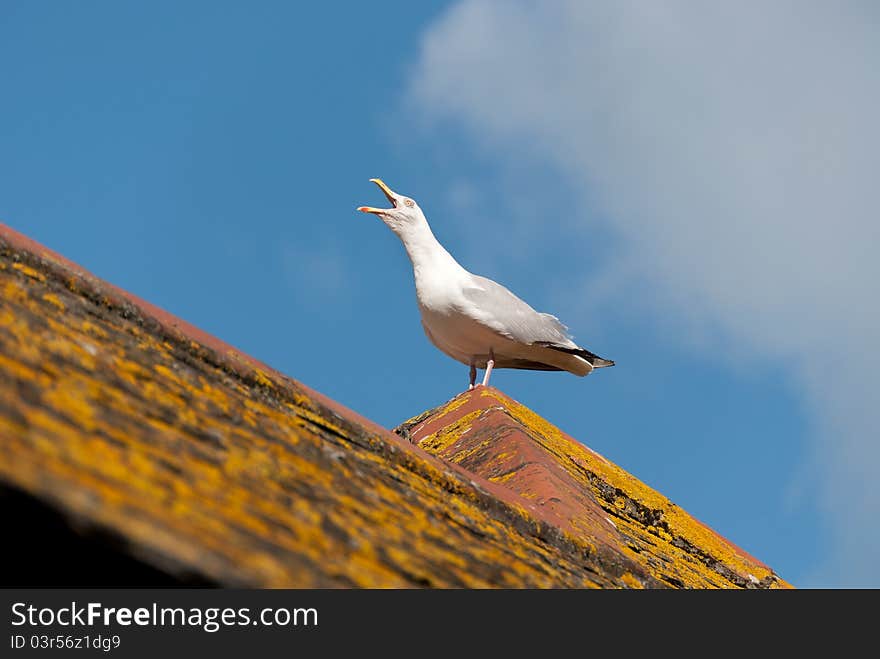 Seagull screaming on the roof of a house in Port Isaac. Seagull screaming on the roof of a house in Port Isaac