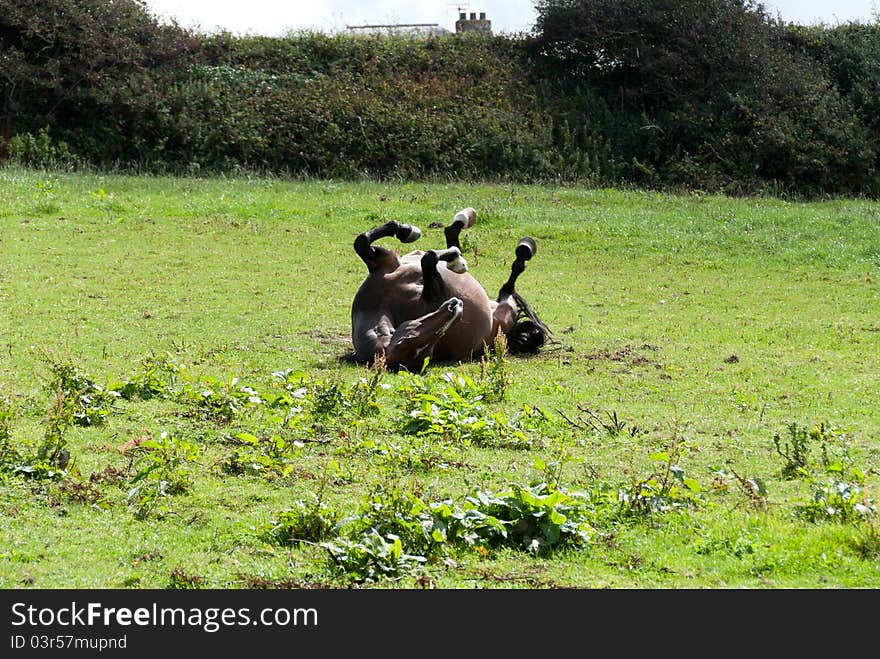 Horse while it rolls on the grass a