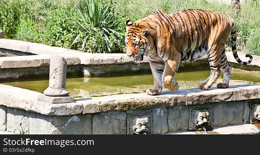 Walking tiger (Panthera Tigris)