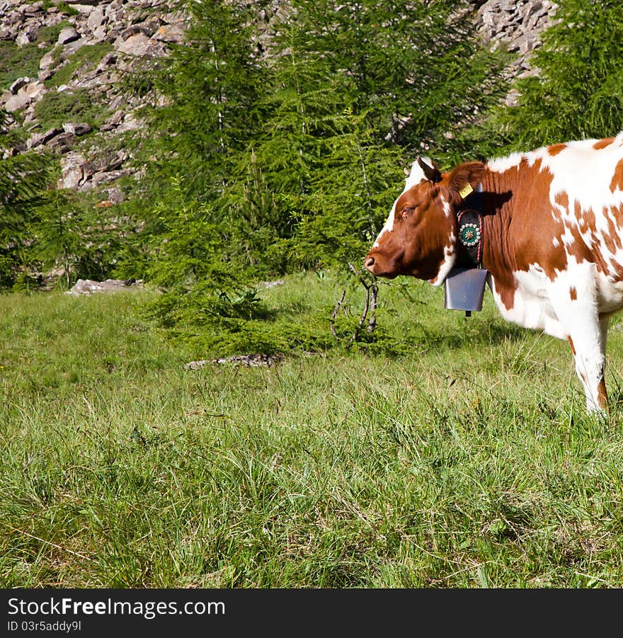 Cows and Italian Alps