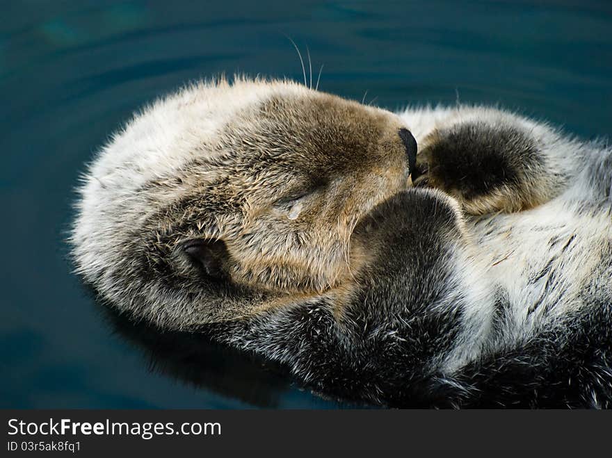 Sweet and tender moment of an otter. Sweet and tender moment of an otter