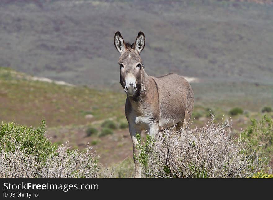 Wild Donkey staring at us from his open pasture. Wild Donkey staring at us from his open pasture