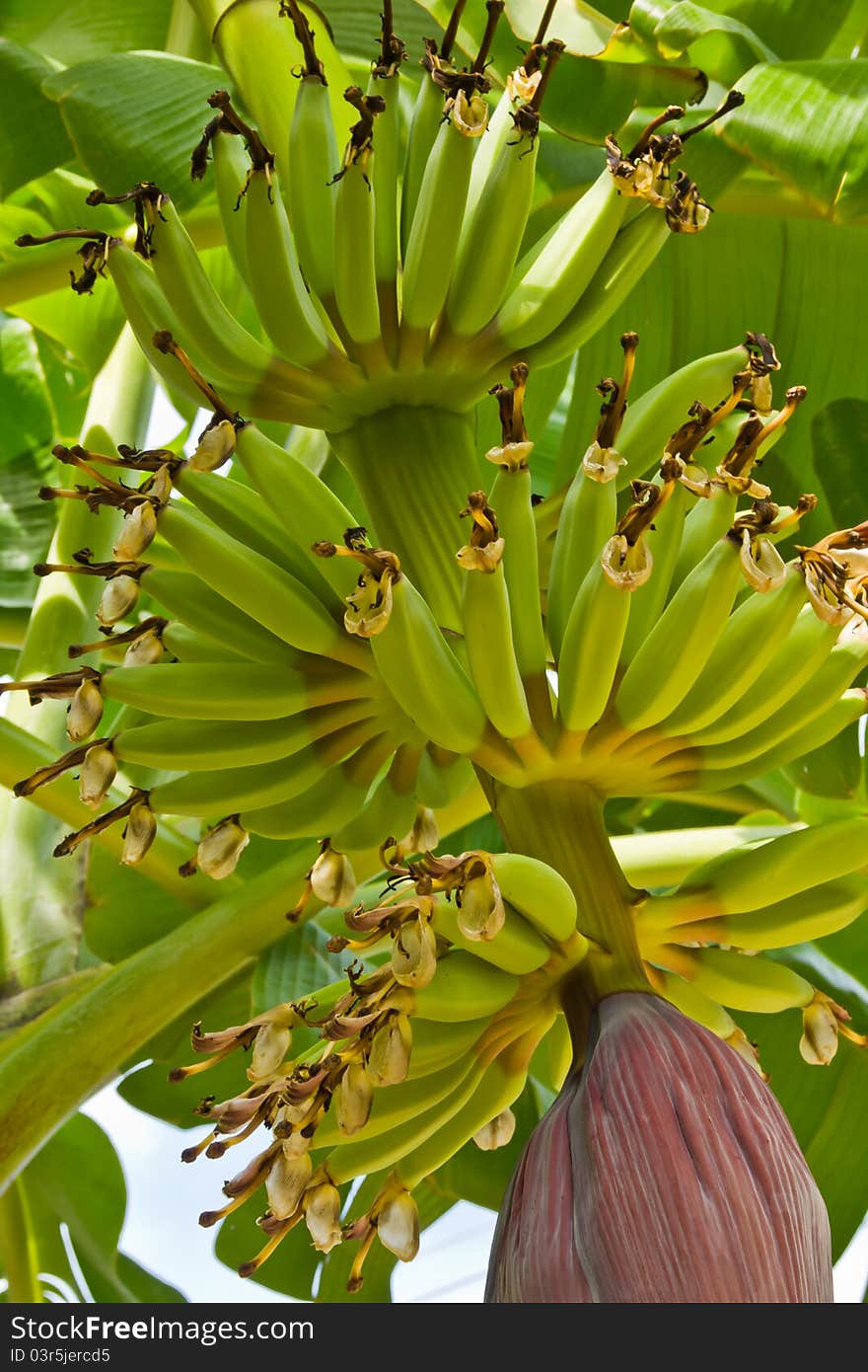 Young bunch bananas and blossom. Young bunch bananas and blossom