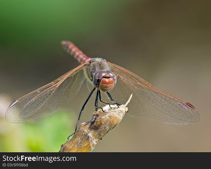 Dragonfly on a branch