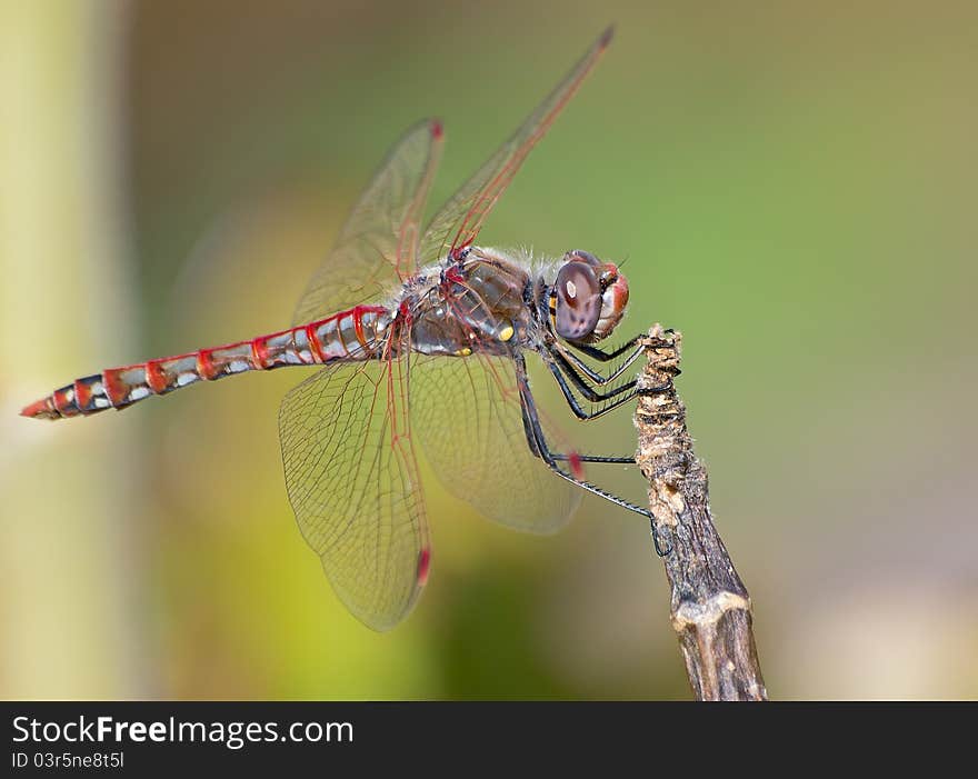 Dragonfly on a branch