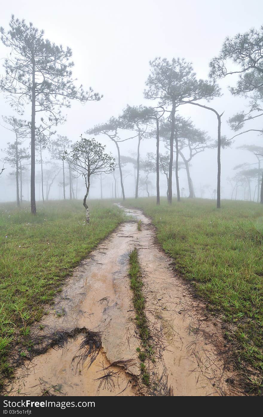 Road in pine forest cover with mist