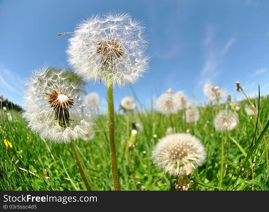 Many white dandelion - shot fisheye. Many white dandelion - shot fisheye