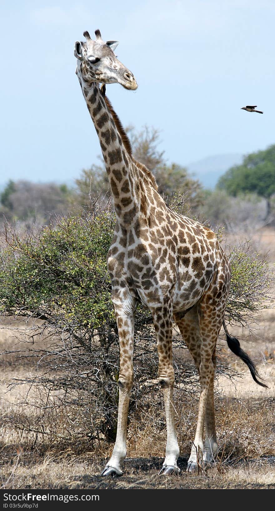 Giraffe and Oxpecker bird, Mikumi Park, Tanzania