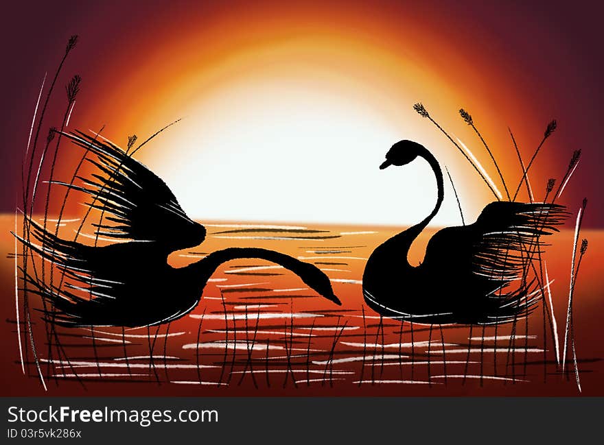 Beautifull two Loving Swans at Sunset. Beautifull two Loving Swans at Sunset